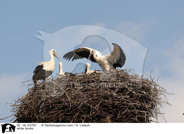 Weistrche / white storks / HL-03781