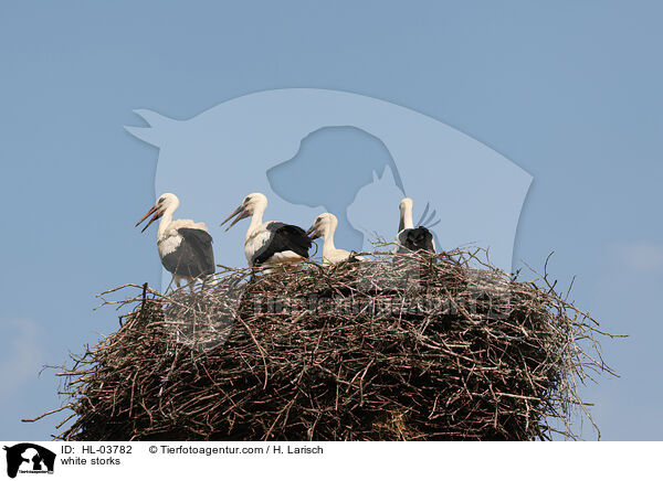 white storks / HL-03782