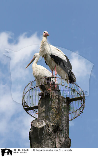 white storks / HL-03789