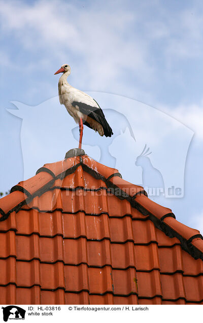 white stork / HL-03816
