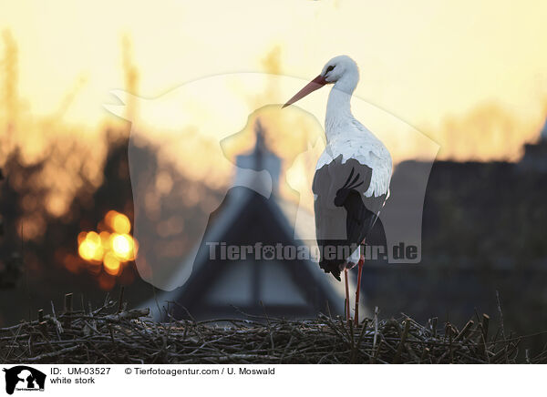 Weistorch / white stork / UM-03527