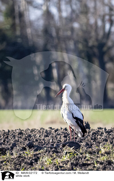 Weistorch / white stork / MAW-02172