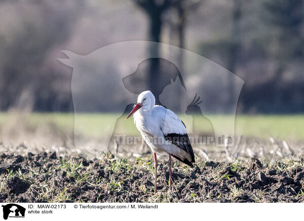 Weistorch / white stork / MAW-02173