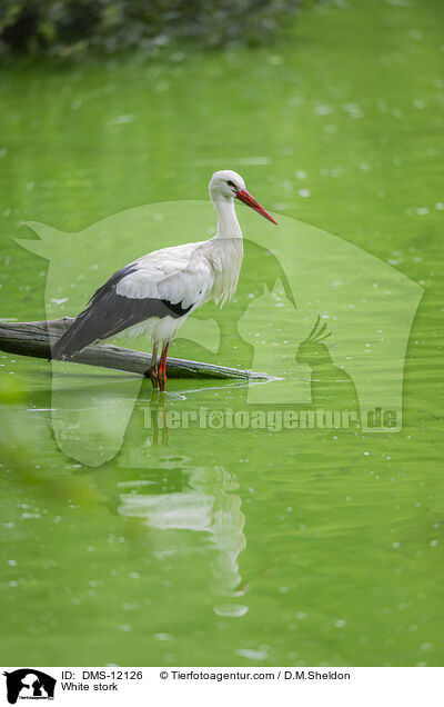 Weistorch / White stork / DMS-12126