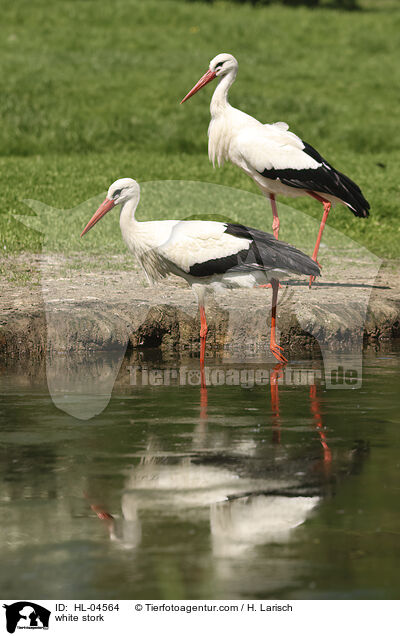 Weistorch / white stork / HL-04564