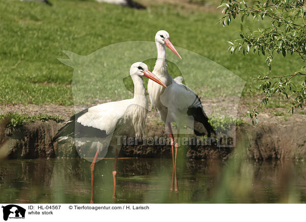 Weistorch / white stork / HL-04567