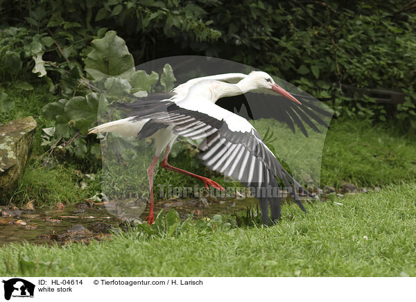 Weistorch / white stork / HL-04614