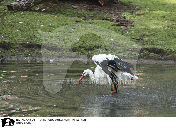Weistorch / white stork / HL-04624