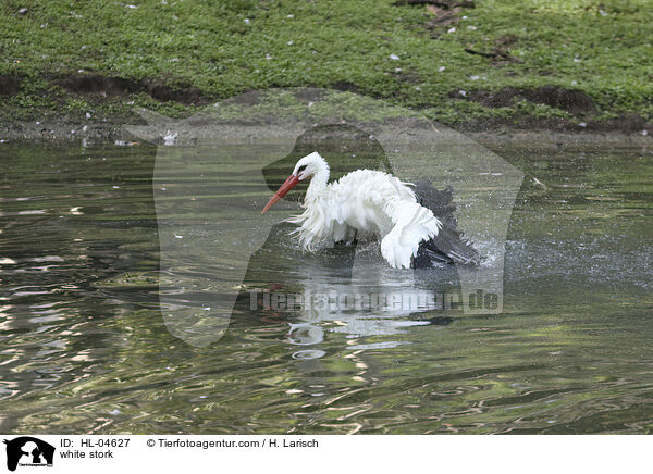 Weistorch / white stork / HL-04627