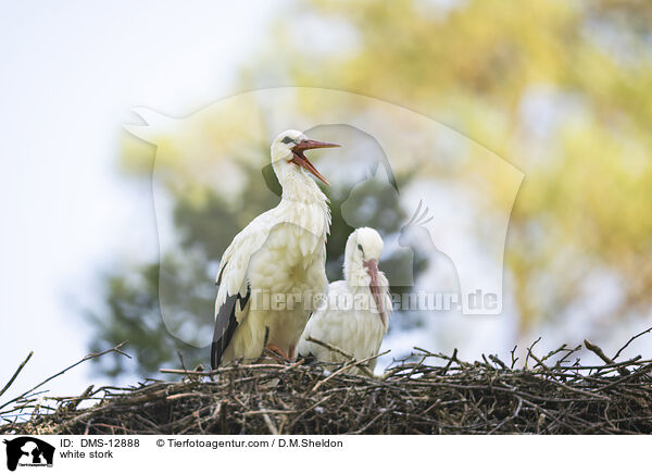 Weistorch / white stork / DMS-12888
