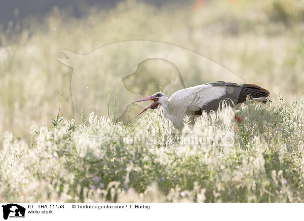 Weistorch / white stork / THA-11153