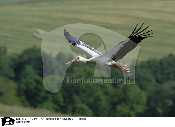 Weistorch / white stork / THA-11340