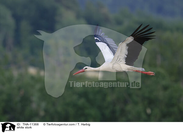 Weistorch / white stork / THA-11368