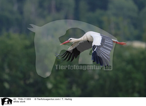 Weistorch / white stork / THA-11369