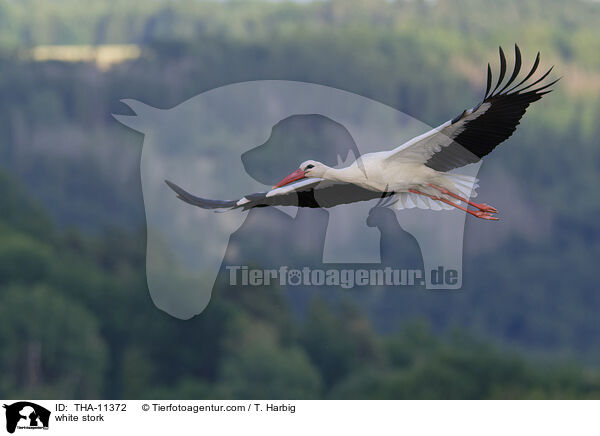 Weistorch / white stork / THA-11372