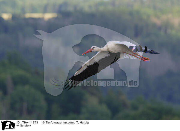 Weistorch / white stork / THA-11373