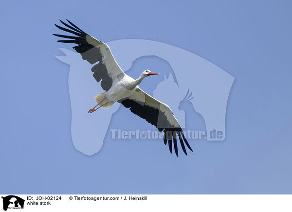 Wei�storch / white stork / JOH-02124