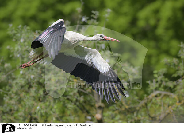 Wei�storch / white stork / DV-04286