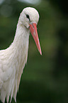 stork portrait