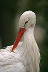 stork portrait