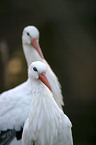 two storks