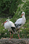 two storks