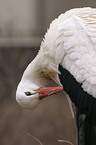 Stork