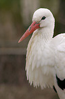 Stork