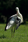 white stork