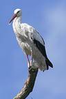 white stork