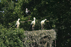 white storks