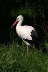 stork