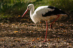 white stork