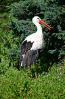 stork