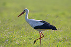 white stork