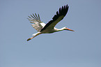 white stork