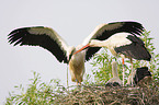 white stork