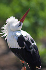 white stork