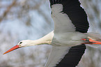 white stork