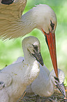 white stork