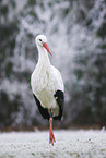 white stork