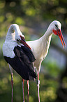 white stork