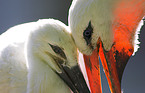 white stork