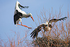 white stork