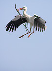 white stork