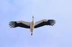 flying white stork