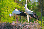 white stork