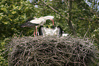 white storks