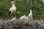 white storks