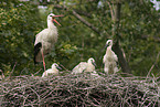 white storks